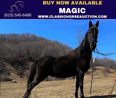 MAGIC, Tennessee Walking Horses Gelding for sale in North Carolina