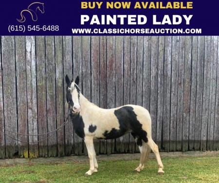 PAINTED LADY , Tennessee Walking Horses Mare for sale in Kentucky