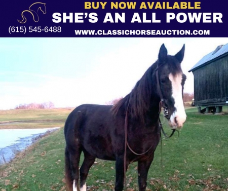SHE'S AN ALL POWER, Tennessee Walking Horses Mare for sale in Kentucky