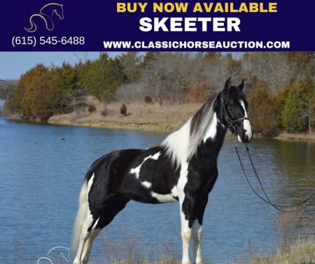 SKEETER, Spotted Saddle Gelding for sale in Kentucky