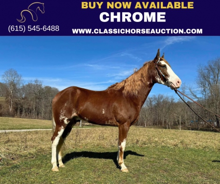 CHROME, Spotted Mountain Horse Gelding for sale in Kentucky