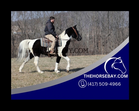 Tobiano Tennessee Walking Gelding - Available on Thehorsebay.com, Tennessee Walking Horses Gelding for sale in Kentucky