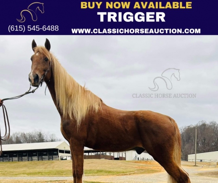TRIGGER, Kentucky Mountain Saddle Horse Gelding for sale in North Carolina