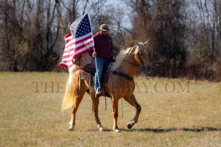 Gaited Palomino Tennessee Walking Trail and Driving Horse - Available on Thehorsebay.com, Tennessee Walking Horses Gelding for sale in Kentucky