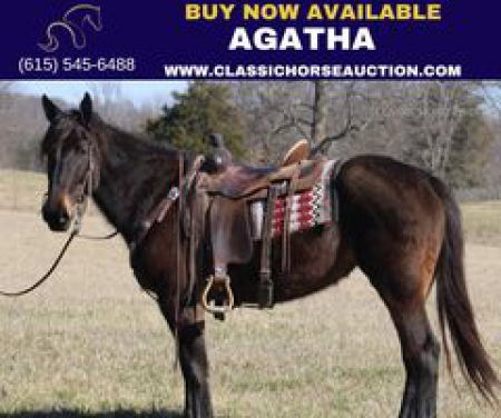 AGATHA, Draft Cross Mare for sale in Kentucky