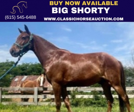BIG SHORTY , Missouri Fox Trotting Horse Gelding for sale in Pennsylvania