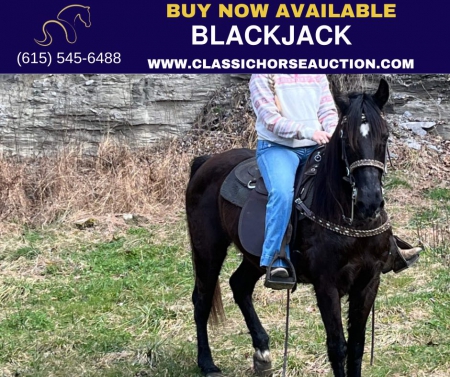 BLACKJACK, Tennessee Walking Horses Gelding for sale in Kentucky