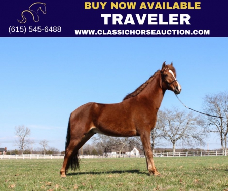 TRAVELER, Tennessee Walking Horses Gelding for sale in Tennessee