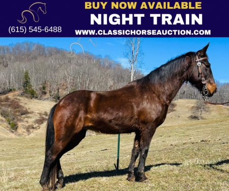NIGHT TRAIN, Kentucky Mountain Saddle Horse Mare for sale in North Carolina