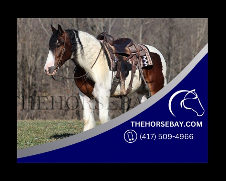 Bay Tobiano Registerd Gypsy Vanner Trail and Ranch Gelding - Available on Thehorsebay.com, Gypsy Vanner Gelding for sale in Kentucky