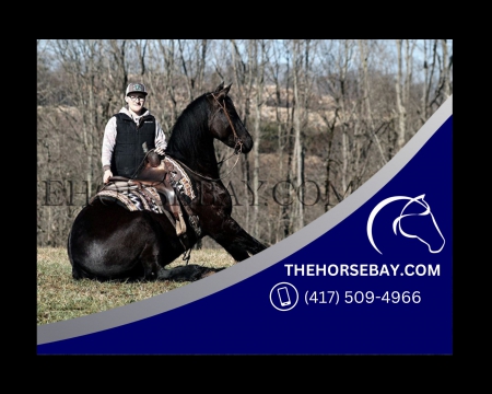 Black Registered Friesian Sport Horse Gelding - Available on Thehorsebay.com, French Trotter Gelding for sale in Kentucky