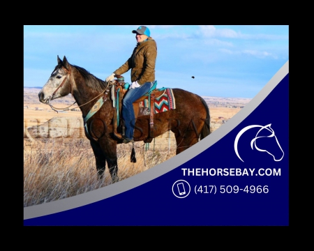 Registered Gray AQHA Mare - Available on Thehorsebay.com, American Quarter Horse Mare for sale in Colorado