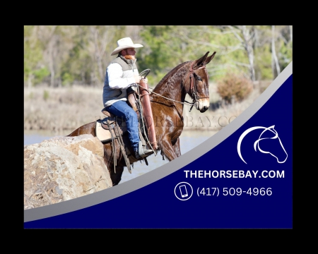 Gaited Bay Molly Mule - Trail/Hunting/Show - Available on Thehorsebay.com, Mule Mare for sale in Oklahoma