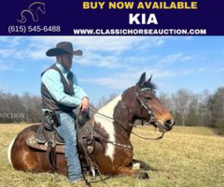 KIA, Kentucky Mountain Saddle Horse Mare for sale in Kentucky