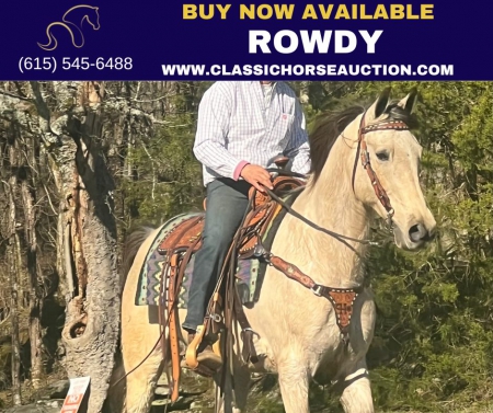 ROWDY , Tennessee Walking Horses Gelding for sale in Tennessee