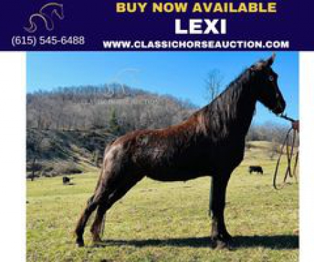 LEXI , Tennessee Walking Horses Mare for sale in North Carolina