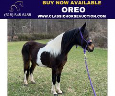 OREO , Spotted Saddle Mare for sale in Kentucky