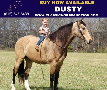 DUSTY , Kentucky Mountain Saddle Horse Gelding for sale in Kentucky