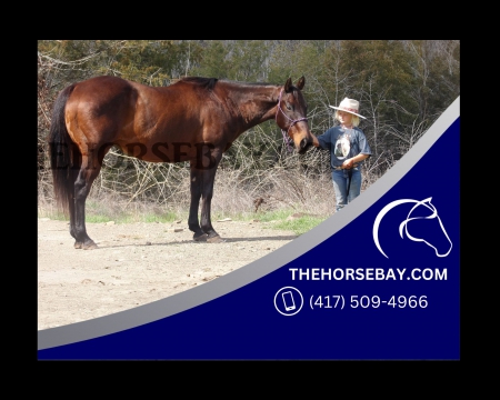 Seasoned, Safe Bay Quarter Horse Gelding - Available on Thehorsebay.com, Quarter Horse Cross Gelding for sale in Oklahoma