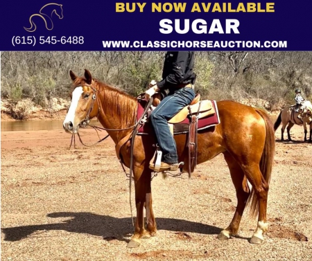 SUGAR , American Quarter Horse Mare for sale in Texas