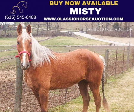 Misty, Rocky Mountain Mare for sale in Kentucky