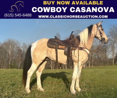 COWBOY CASANOVA , Kentucky Mountain Saddle Horse Gelding for sale in Kentucky