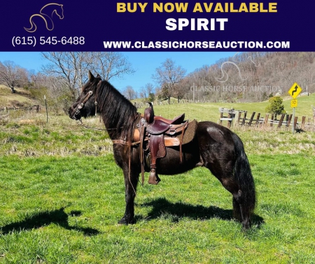 SPIRIT, Tennessee Walking Horses Mare for sale in North Carolina