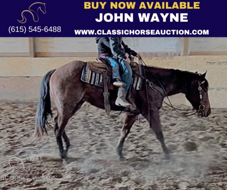 JOHN WAYNE , American Quarter Horse Gelding for sale in Kentucky
