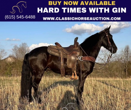 HARD TIMES WITH GIN, Tennessee Walking Horses Gelding for sale in Kentucky