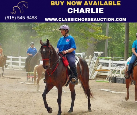 CHARLIE, Tennessee Walking Horses Gelding for sale in Michigan