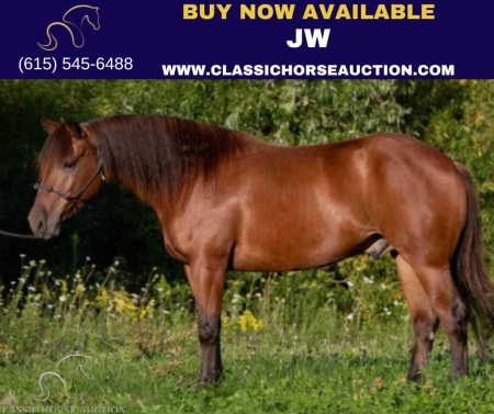 JW, American Quarter Horse Gelding for sale in Ohio
