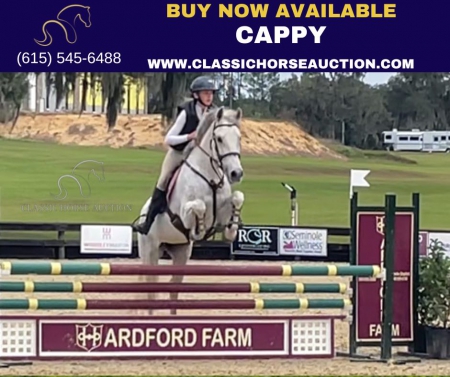 CAPPY, Warmbloods (All) Mare for sale in Tennessee