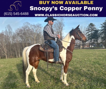 SNOOPY'S COPPER PENNY, Spotted Saddle Mare for sale in Kentucky