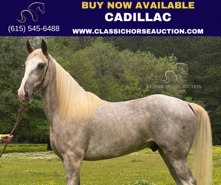 CADILLAC, Tennessee Walking Horses Gelding for sale in Louisiana