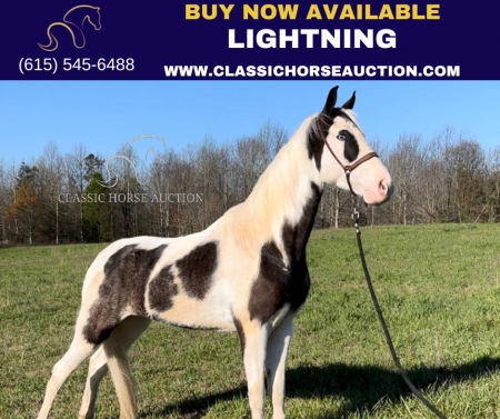 LIGHTNING , Tennessee Walking Horses Gelding for sale in Tennessee