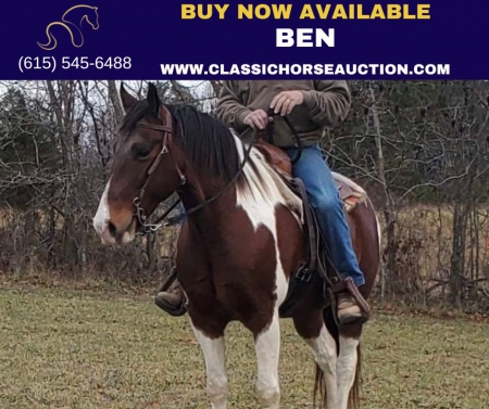 BEN, Spotted Saddle Gelding for sale in Kentucky