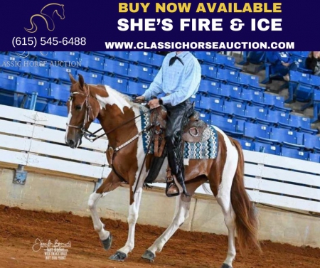 SHE'S FIRE & ICE, Spotted Saddle Mare for sale in Tennessee