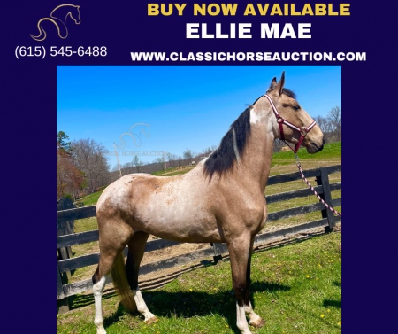 ELLIE MAE, Tennessee Walking Horses Mare for sale in Kentucky