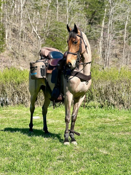Confetti CS, Tennessee Walking Horses Gelding for sale in Tennessee