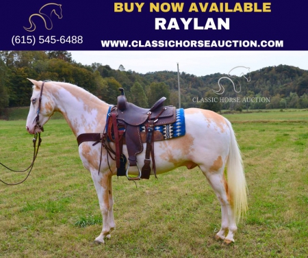 RAYLAN, Spotted Saddle Gelding for sale in Kentucky