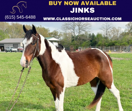 JINKS , Tennessee Walking Horses Gelding for sale in Tennessee