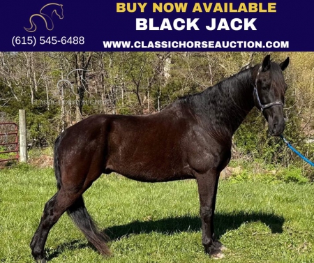 BLACK JACK , Tennessee Walking Horses Gelding for sale in Kentucky