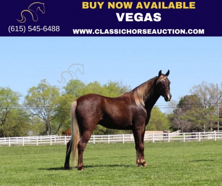 vegas, Rocky Mountain Gelding for sale in Tennessee