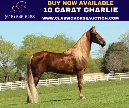10 CARAT CHARLIE, Taishuh Gelding for sale in Tennessee