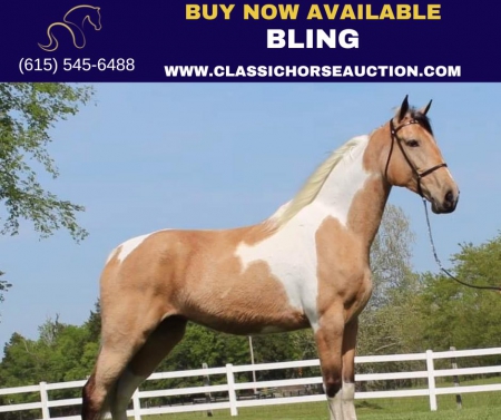 BLING , Tennessee Walking Horses Mare for sale in Tennessee