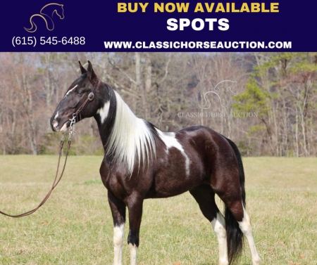 SPOTS, Tennessee Walking Horses Gelding for sale in Kentucky
