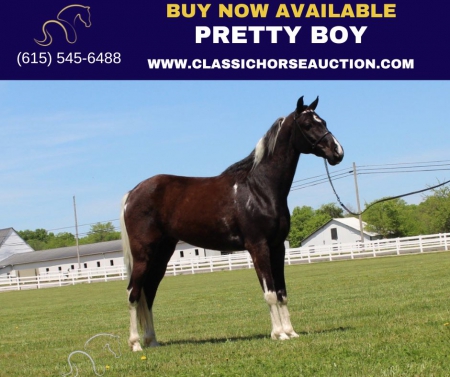 PRETTY BOY, Tennessee Walking Horses Gelding for sale in Tennessee