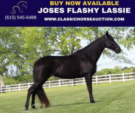 JOSES FLASHY LASSIE, Tennessee Walking Horses Mare for sale in Tennessee