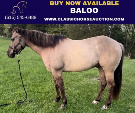 BALOO, American Quarter Horse Gelding for sale in Kentucky