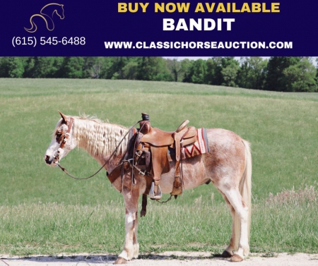 BANDIT, Tennessee Walking Horses Gelding for sale in Missouri